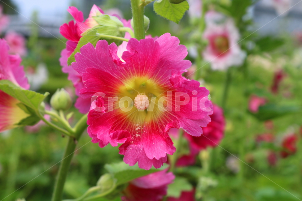 꽃,접시꽃,식물,아욱과,촉규화,관상용,식물,자연,plants,nature,꽃,flower