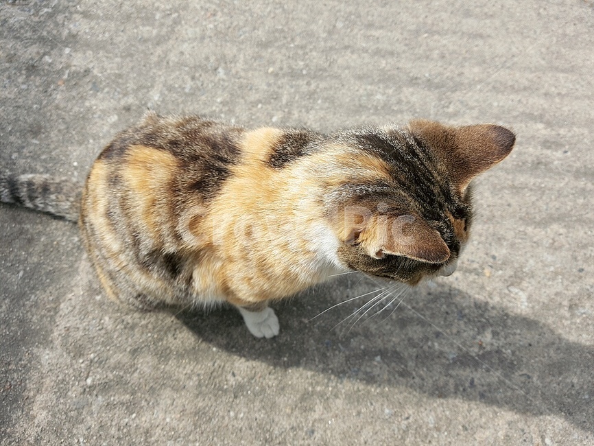 고양이,cat,길고양이,동물,animal
