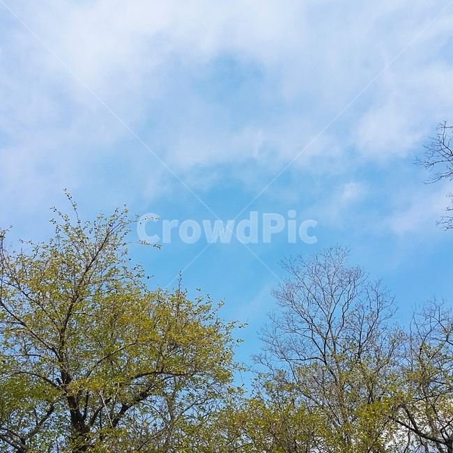 나무,풍경,하늘,봄,구름,자연,벚꽃,숲,자연,풍경,nature,landscape