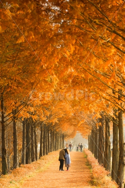 autumn road,memory,lover,Brightly colored,princess,Uidangmyeon,autumn,picture,metasequoia
