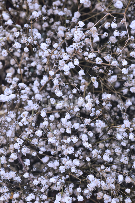 driedflower,babysbreath,눈꽃,눈,white,plant,식물,자연,plants,nature,꽃,flower