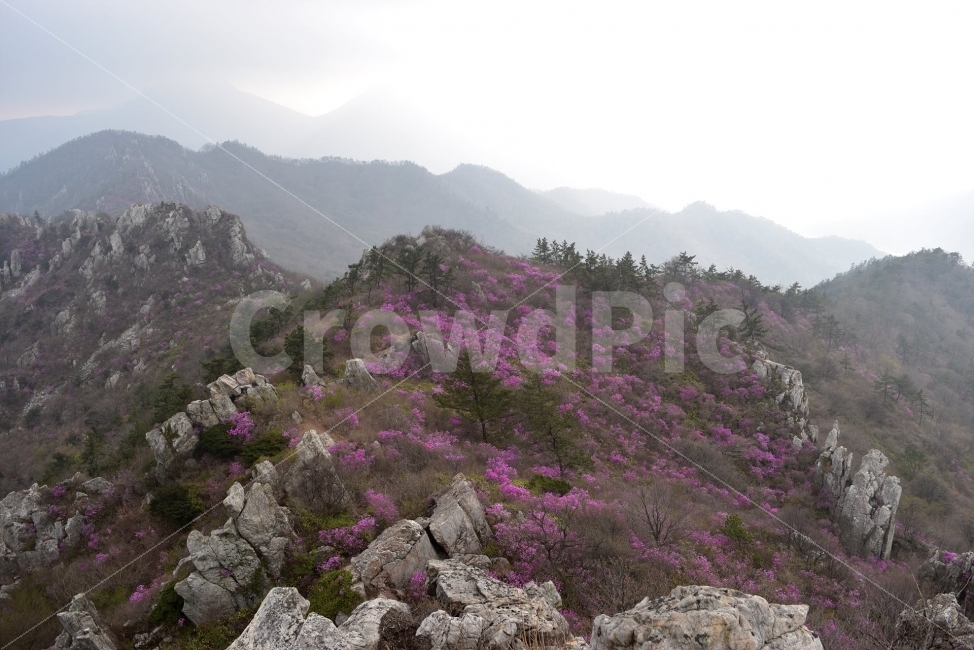 주작산,덕룡산,진달래,풍경,기암,바위,비경,봄풍경,분홍색,진달래꽃,강진,명산,산행,등산,마운틴,자연,풍경,nature,landscape,봄,계절,spring,season,outdoors,옥외,slope,경사
