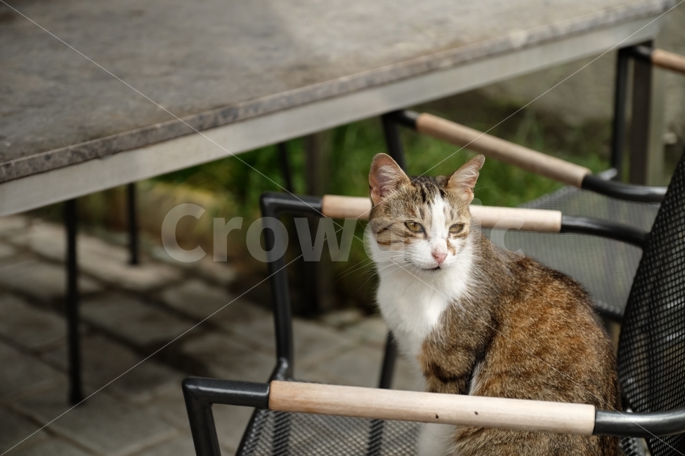 고양이,길고양이,동물,냥이,의자,휴식,동물,animal,포유류,mammal,고양이,cat,kitten,kitty