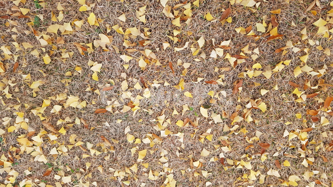 낙엽,단풍,가을,단풍잎,은행나뭇잎,나뭇잎,fall,노랑,잔디