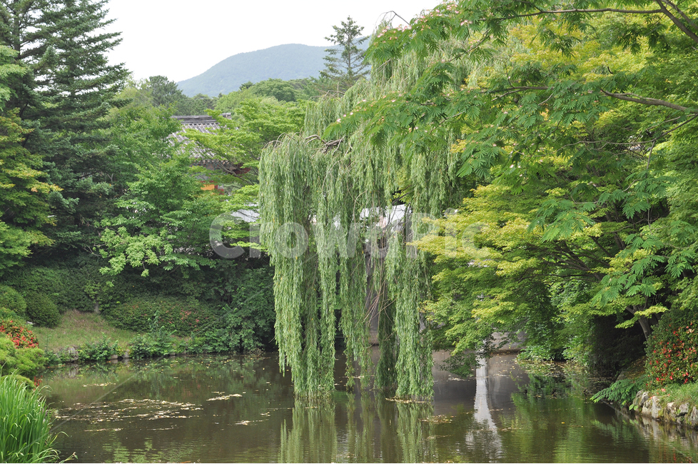 plant,식물,tree,나무,연못,강가,느티나무,자연,물,나무,trees,wood
