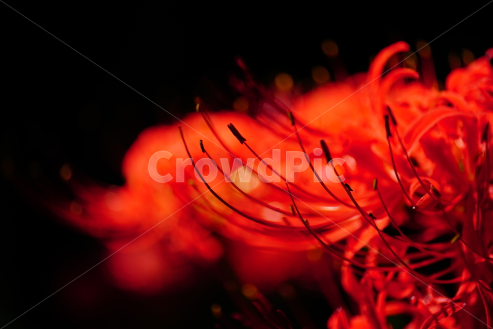 꽃무릇,꽃,식물,플라워,flower,자연,nature,plants,9월,가을,fall,autumn,september,꽃밭,화단,closeup,접사,매크로,마크로,macro,꽃사진,가을꽃,식물,자연,plants,nature,꽃,flower