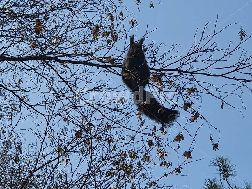 동물,청설모,다람쥐,animal,자연