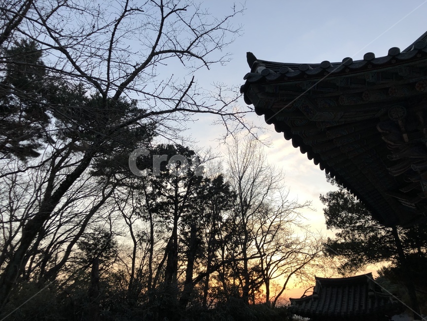 일몰,sunset,winter,겨울,풍경,scenery,tree,나무