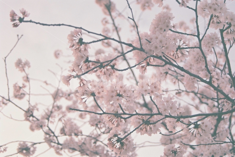 벚꽃,봄,꽃사진,감성사진,필름사진,분홍색,봄꽃,꽃놀이,만개,봄,계절,spring,season,식물,자연,plants,nature,꽃,flower,감성,sensible,feeling,plant,blossom,cherry blossom