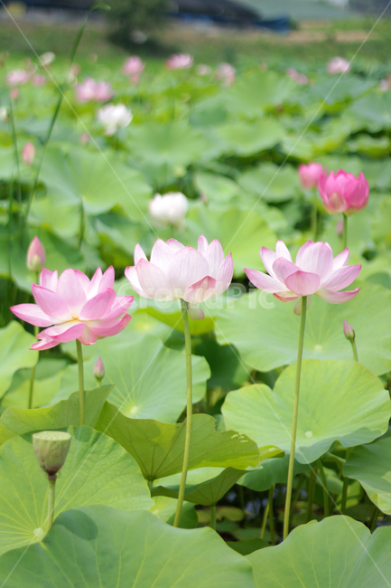 plant,식물,blossom,꽃,flower,lotus,연꽃,nature,자연,식물,자연,plants,nature