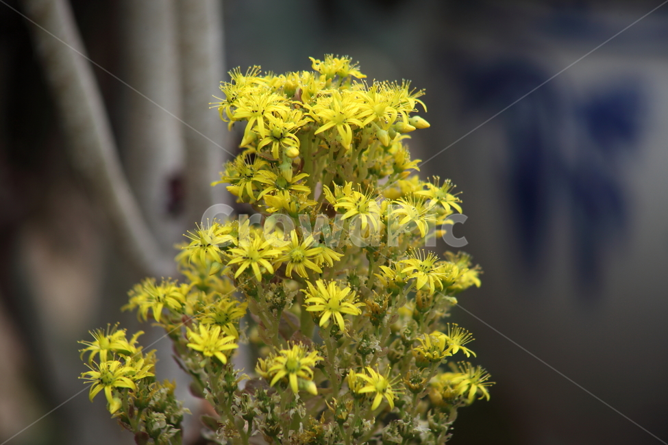 유접곡,꽃,온실,식물,aeoniumarnoldii,식물,자연,plants,nature,꽃,flower