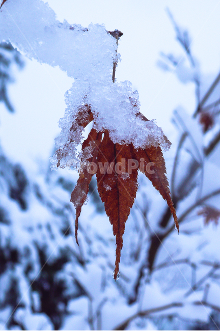 폭설,눈,하얀색,단풍,나뭇잎,겨울,frost,ice,outdoors,nature