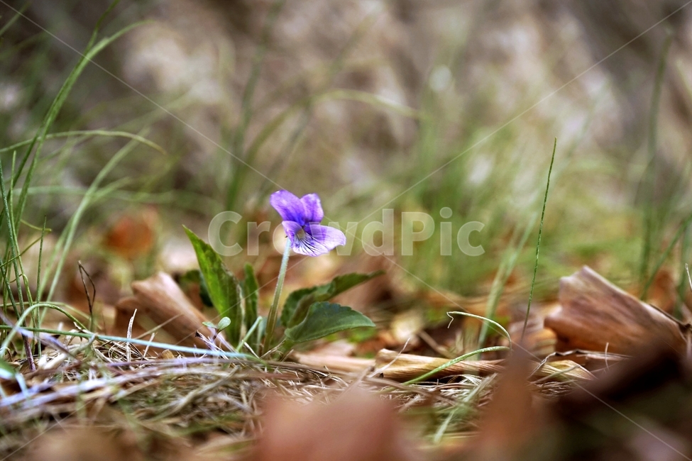 제비꽃,보라색,봄,꽃,식물,violet,purple,식물,자연,plants,nature,꽃,flower