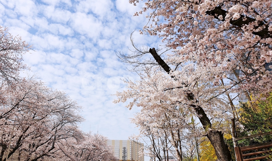 벚꽃,벚꽃놀이,꽃,나무,벚꽃나무,개나리,봄,봄철작물,tree,plant,flower,푸른하늘,구름,하늘,sky,blue,spring,봄,계절,spring,season,자연,풍경,nature,landscape,식물,blossom,cherry blossom