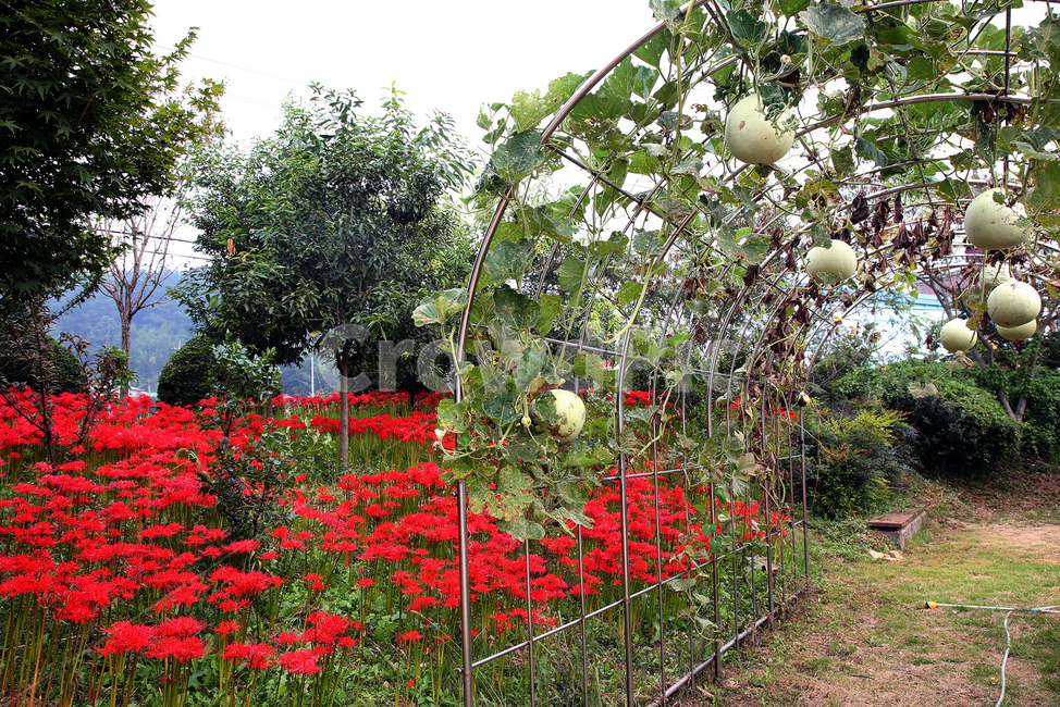 꽃,봄,나무,자연,spring,nature,flower