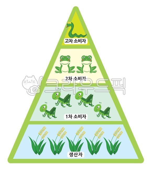 먹이피라미드, 먹이사슬, 피라미드, 뱀, 개구리, 사진,이미지,일러스트,캘리그라피 - 난이닷다작가