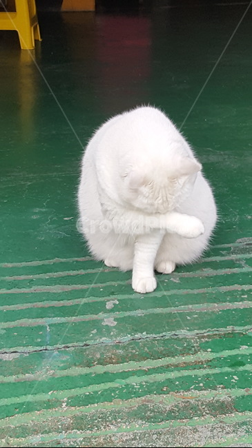 고양이,흰색고양이,눈가림,부끄러움,고양이세수