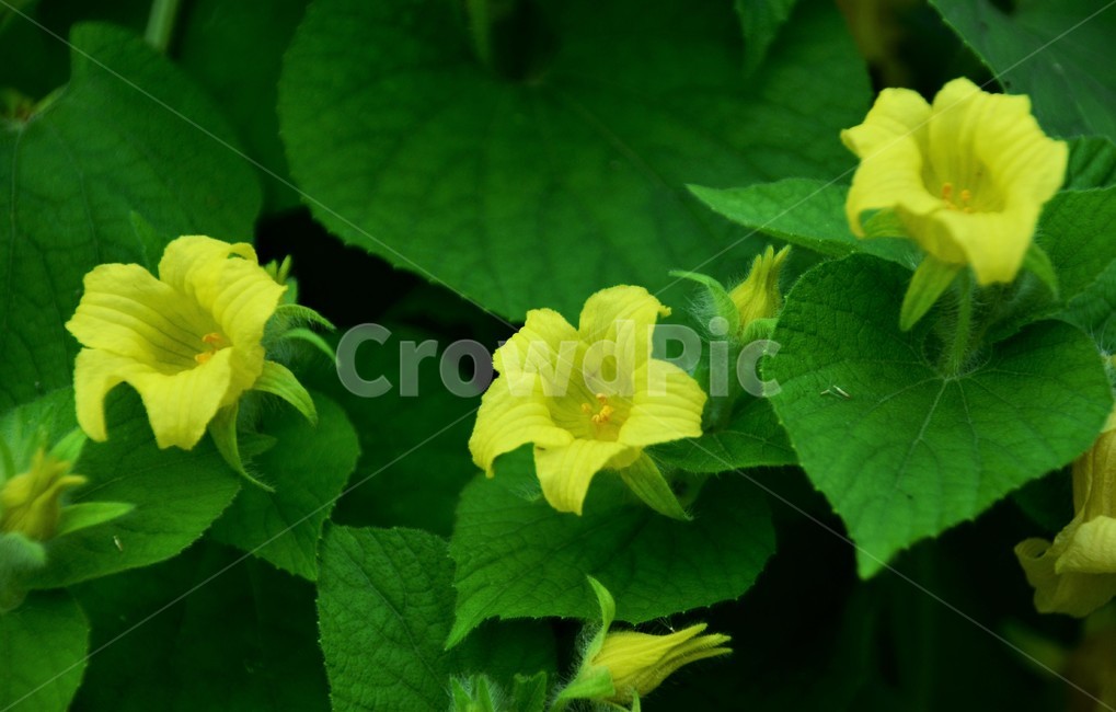왕과,큰새박,주먹외,주먹참외,박과식물,덩굴성여러해살이풀,식물,자연,plants,nature,꽃,flower
