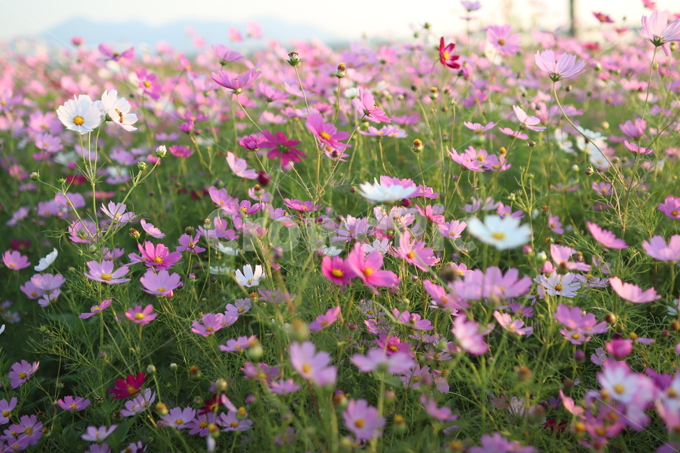 꽃,코스모스,가을,감성,대저,flower,cosmos,가을,계절,fall,autumn,season,식물,자연,plants,nature,꽃,flower,field,들,grassland,목초지,outdoors,옥외