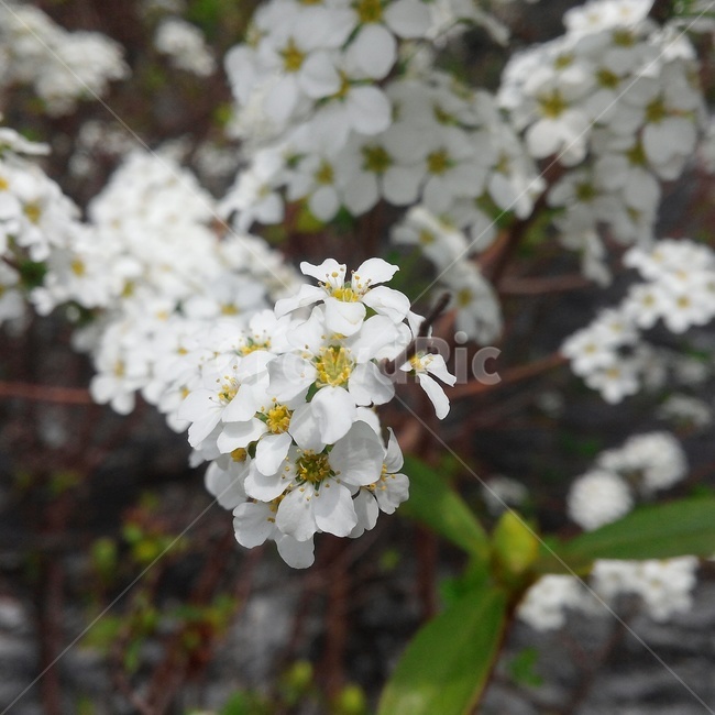 벚꽃,흰색,봄,전령사,아웃포커싱,봄,계절,spring,season,식물,자연,plants,nature,꽃,flower,plant,blossom