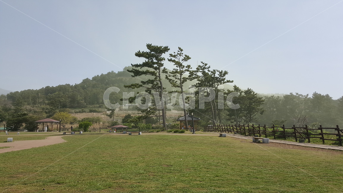 올레길,제주도,송진가루,자연,산