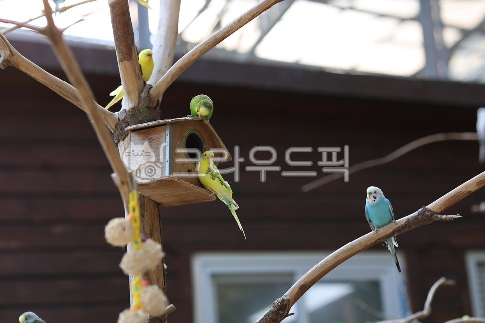 앵무새,조류,잉꼬,잉꼬새,반려동물