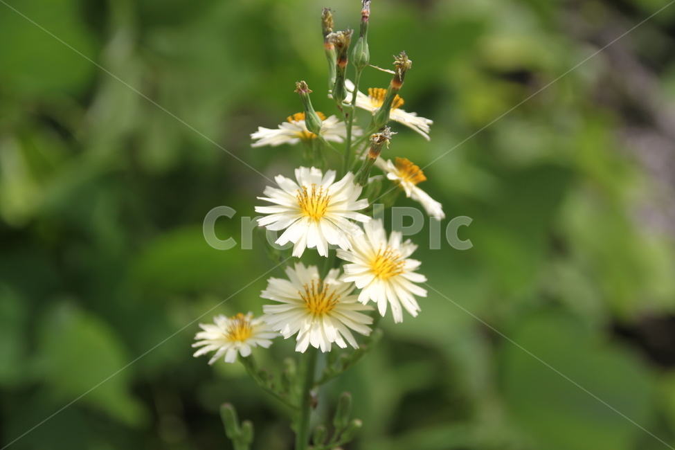개망초,계란꽃,식물,야생꽃,plant