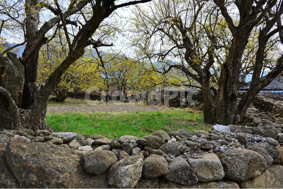 outdoors,옥외,nature,자연,waterfall,gravel,자갈,전남,구례,산동,산동마을,산수유,산수유마을,산동산수유마을,봄,산동봄,계절,노랑꽃,산수유꽃,경치,경관,풍경,담장,돌담장,밭
