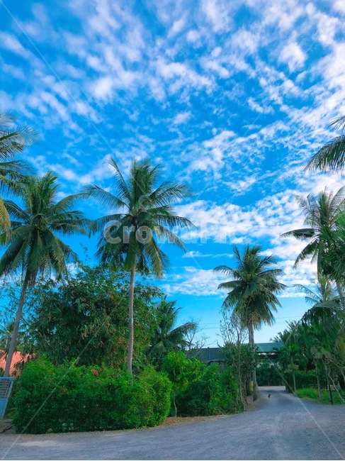 summer,여름,나무,야자수,풍경,자연,구름,하늘,자연,풍경,nature,landscape