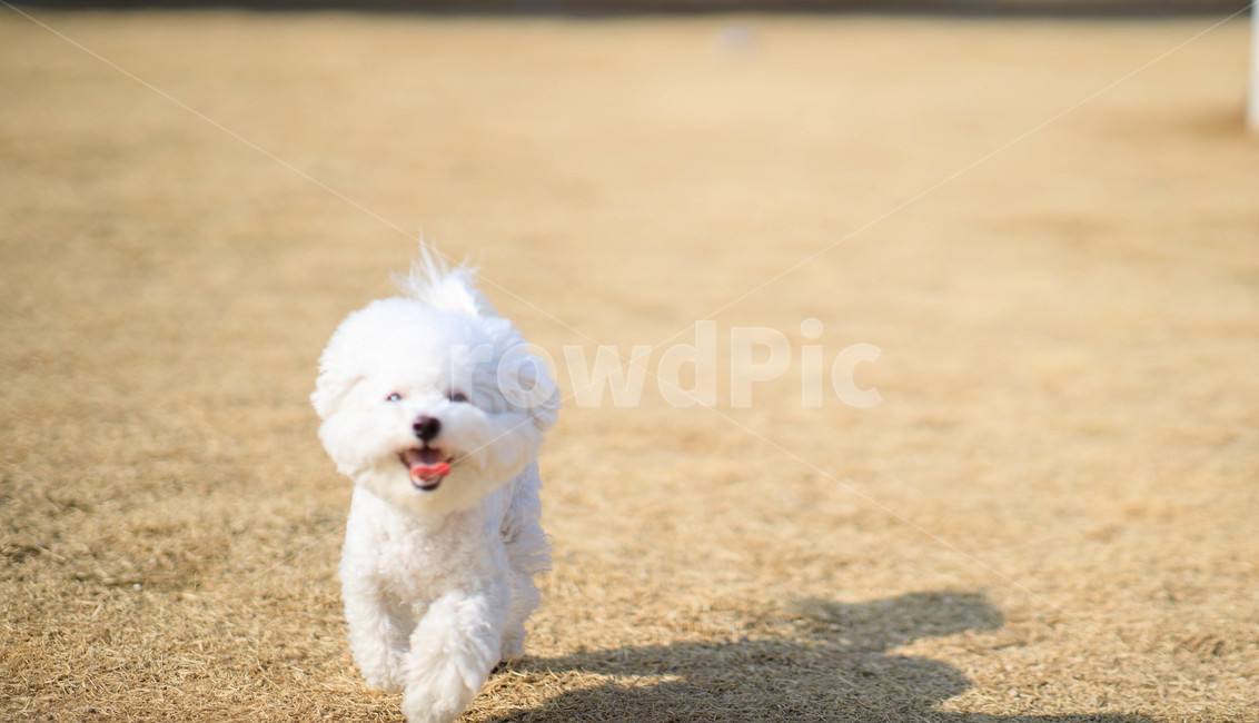 pet,애완동물,dog,개,포유류,animal,동물,비숑프리제,비숑,동물,animal,포유류,mammal,개,강아지,dog,doggy
