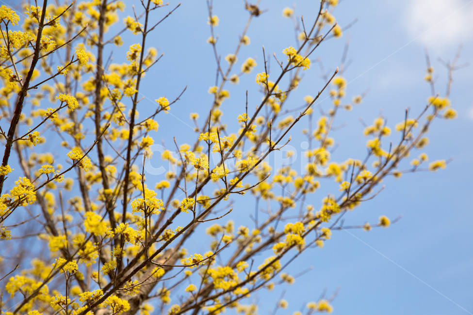 봄,산수유,노란색,따뜻함,꽃,향기,하늘,파랑색,봄,계절,spring,season,식물,자연,plants,nature,꽃,flower,plant