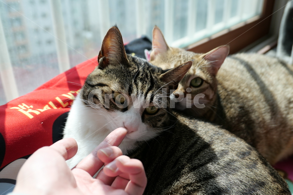 고양이,코숏,길고양이,동물,반려묘,반려동물,cat,kitten,animal,동물,animal,포유류,mammal,고양이,cat,kitten,kitty