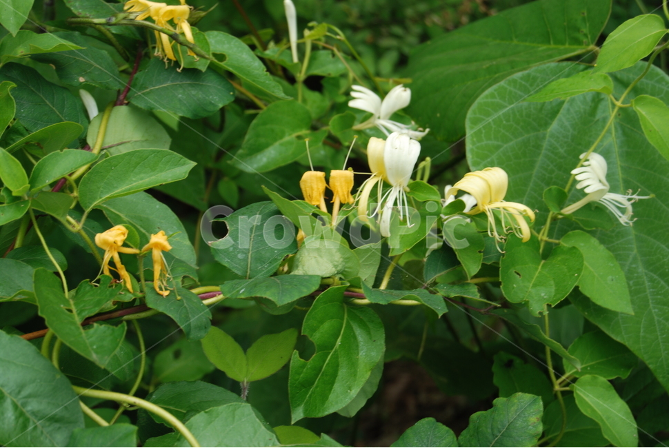 식물,들꽃,야생화,자연,봄,식물,자연,plants,nature,꽃,flower