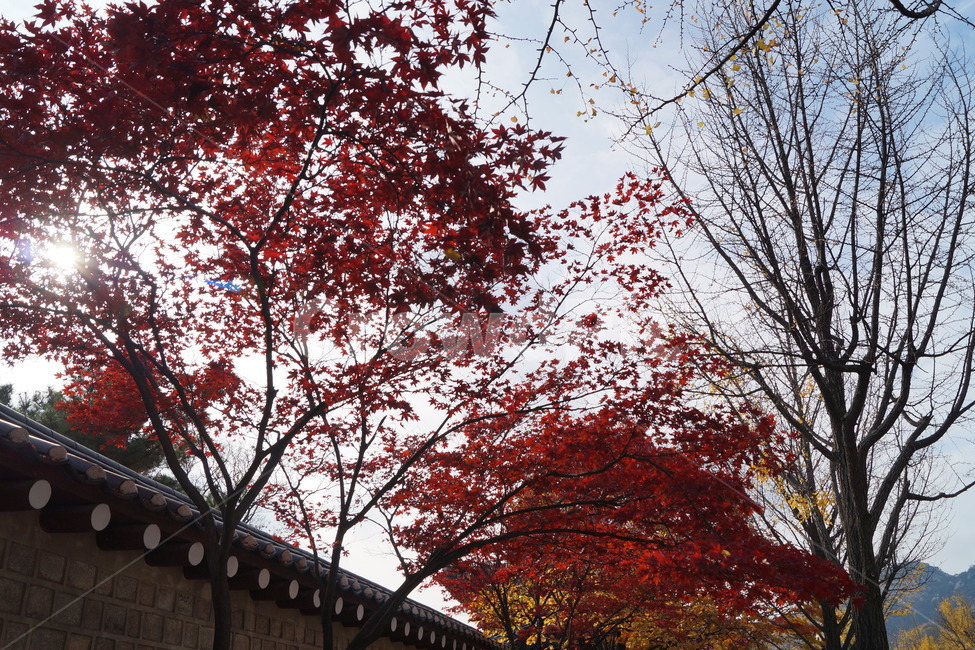 고궁,단풍,가을,maple,식물,tree,leaf,잎