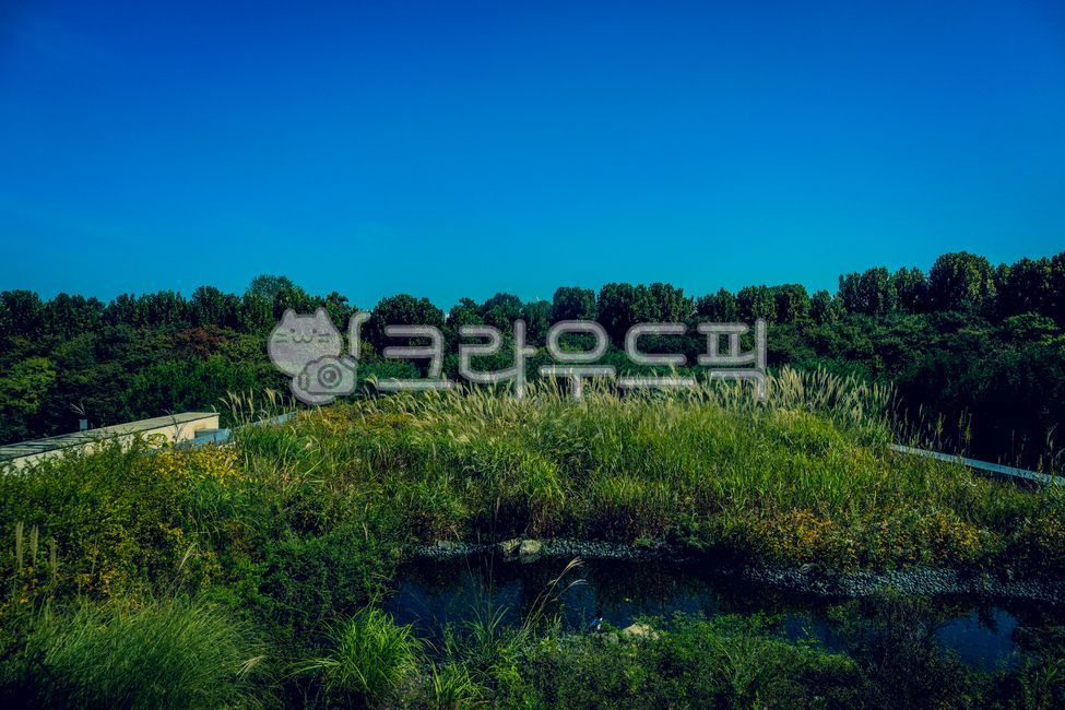 pond,nature,vegetation,swamp,water,grassland,outdoors,field