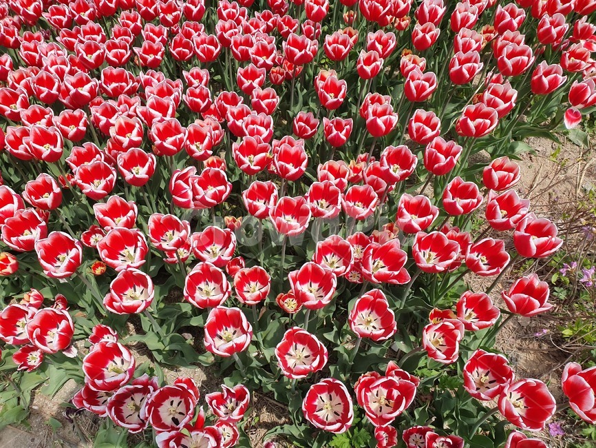 봄,튤립,flower,감성,plants