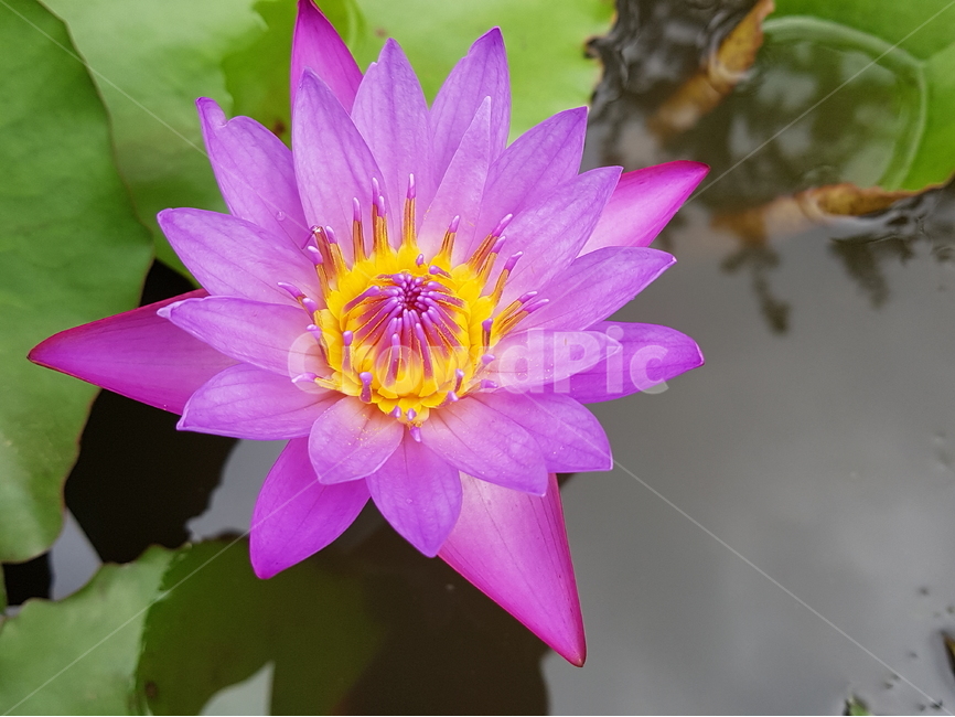 수련,연꽃,식물,꽃,자연,그린,배경,물,연못,분홍,lotus,waterlily,flower,nature,plants,pond,abstract,background,pink,여름,식물,자연,plants,nature,꽃,flower