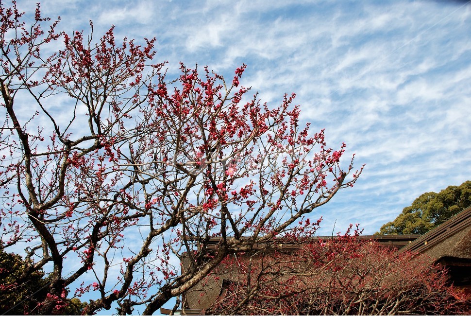 매화,홍매화,백매화,봄,꽃나무,나무,봄,계절,spring,season,식물,자연,plants,nature,나무,trees,wood,tree,plant