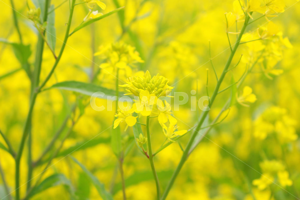 유채꽃,봄,자연,노란색,노랑,flower,green