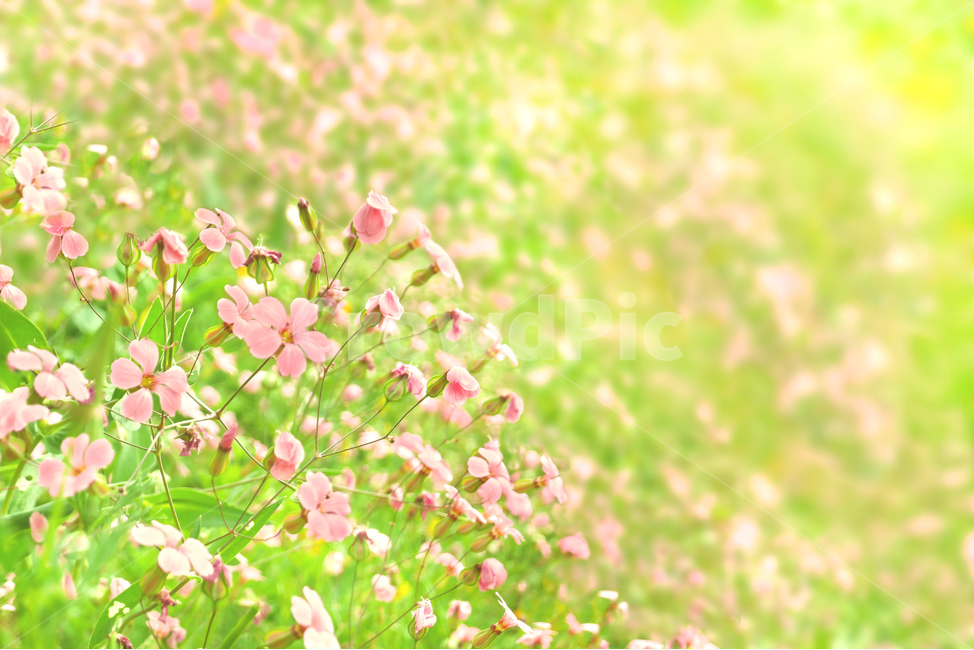 green,나뭇잎,네이처,식물학,계절,신선,데코,근접,뜰,성장,봄,덤불,flower,여름,들판,목초,beautiful,내추럴,배경,바탕,풍성한,수채화,봄배경,꽃,분홍,식물,plant,봄,계절,spring,season,식물,자연,plants,nature,꽃,flower