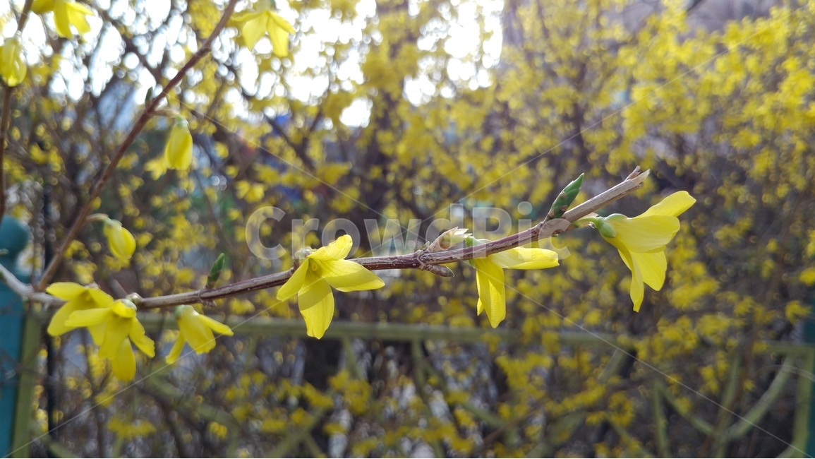 개나리,봄,노랑,자연,생명,새싹,봄,계절,spring,season,식물,자연,plants,nature,꽃,flower,plant,blossom