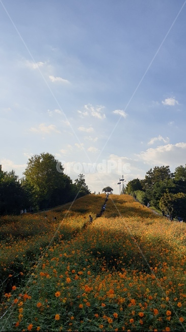 들,field,grassland,nature,코스모스,cosmos