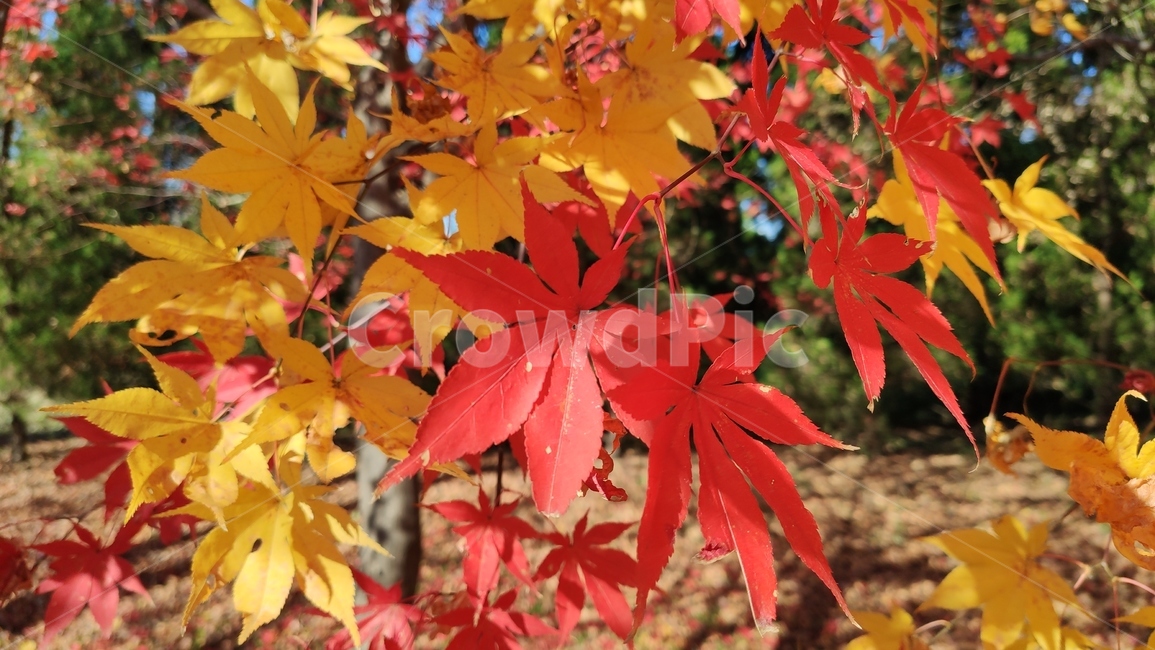 엽록소,가을단풍,가을,leaf,잎,plant,식물,tree,나무,maple,단풍,가을,계절,fall,autumn,season