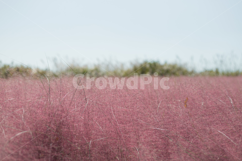 가을,핑크,뮬리,핑크뮬리,가을꽃,하늘공원,가을,계절,fall,autumn,season,plant,식물,grass,잔디