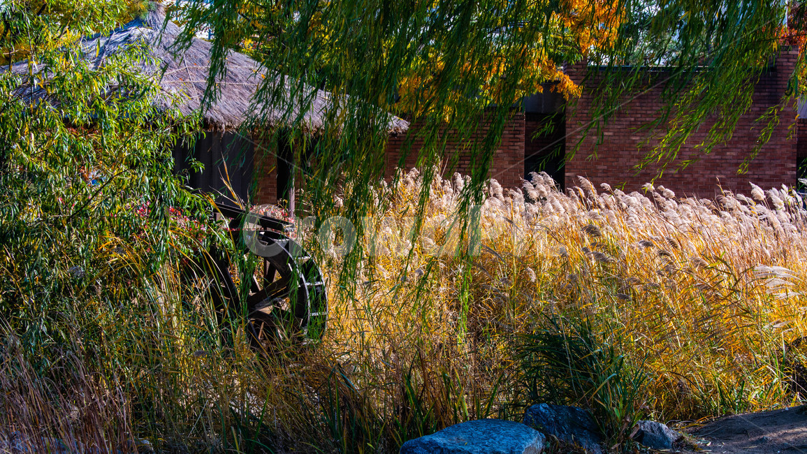 가을,만추,갈대,풍경,물레방아,느티나무,가을,계절,fall,autumn,season,자연,풍경,nature,landscape,outdoors,옥외
