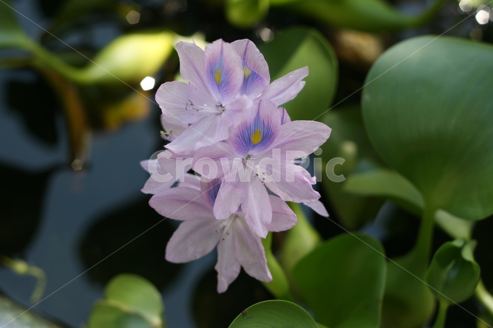 부레옥잠,꽃,수생식물,waterhyacinth,flower,접사,보라색꽃,보라색,물,purple,식물,자연,plants,nature,꽃,flower