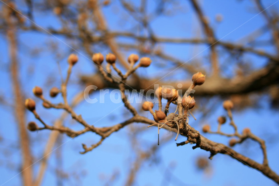 겨울,나무,열매,나뭇가지,식물,겨울,계절,winter,season,식물,자연,plants,nature,과일,열매,fruit