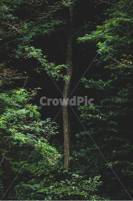 숲,나무,forest,휴식,rest,식물,자연,plants,nature,나무,trees,wood