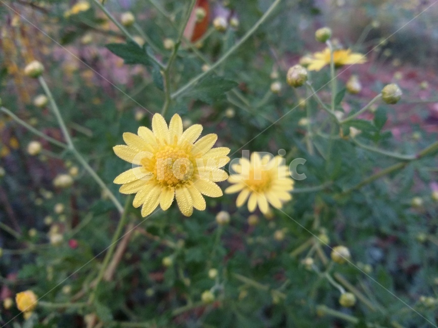 plant,식물,flower,꽃,자연,식물,자연,plants,nature,꽃,flower