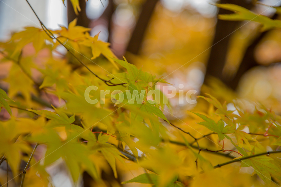 가을,나무,단풍,노랑,물든,가을,계절,fall,autumn,season,leaf,잎,plant,식물,tree,maple leaf,단풍잎